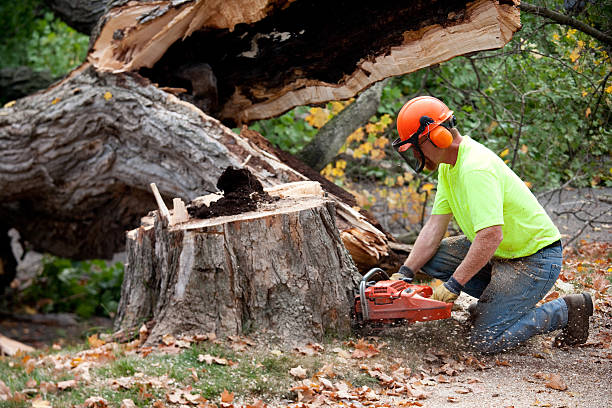 How Our Tree Care Process Works  in  Pleasant Prairie, WI